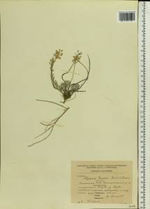 Alyssum gmelinii Jord. & Fourr., Eastern Europe, Estonia (E2c) (Estonia)