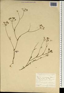 Bunium microcarpum (Boiss.) Freyn & Sint. ex Freyn, South Asia, South Asia (Asia outside ex-Soviet states and Mongolia) (ASIA) (Turkey)