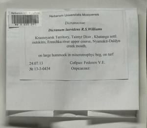 Dicranum laevidens R.S. Williams, Bryophytes, Bryophytes - Krasnoyarsk Krai, Tyva & Khakassia (B17) (Russia)
