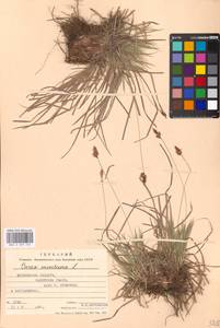 Carex montana L., Eastern Europe, Moscow region (E4a) (Russia)