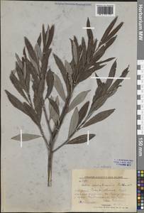 Salix udensis (Wimm.) Trautv. & C.A.Mey., Siberia, Russian Far East (S6) (Russia)