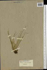 Carex canescens subsp. canescens, Eastern Europe, North-Western region (E2) (Russia)