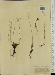 Noccaea cochleariforme (DC.) Á. Löve & D. Löve, Mongolia (MONG) (Mongolia)