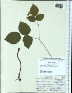 Rubus saxatilis L., Eastern Europe, Central region (E4) (Russia)