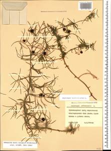 Asparagus verticillatus L., Caucasus, Krasnodar Krai & Adygea (K1a) (Russia)