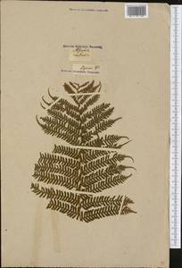 Cyathea australis (R. Br.) Domin, America (AMER) (Russia)