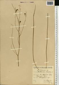 Anthericum ramosum L., Eastern Europe, Belarus (E3a) (Belarus)