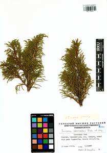 Juniperus pseudosabina Fisch. & C.A.Mey., Siberia, Baikal & Transbaikal region (S4) (Russia)