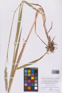 Phalaris arundinacea L., Eastern Europe, Moscow region (E4a) (Russia)