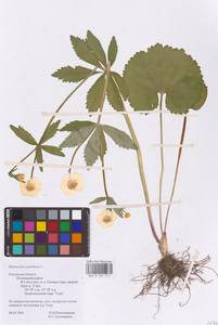 Ranunculus cassubicus L., Eastern Europe, Central region (E4) (Russia)