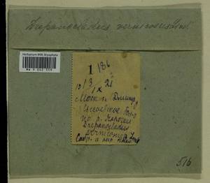 Hamatocaulis vernicosus (Mitt.) Hedenäs, Bryophytes, Bryophytes - Moscow City & Moscow Oblast (B6a) (Russia)