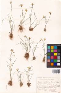 Gagea bulbifera (Pall.) Salisb., Eastern Europe, Lower Volga region (E9) (Russia)