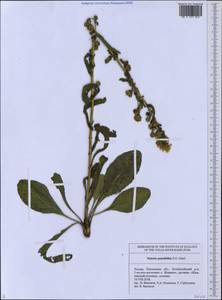 Jacobaea racemosa subsp. kirghisica (DC.) Galasso & Bartolucci, Eastern Europe, Middle Volga region (E8) (Russia)