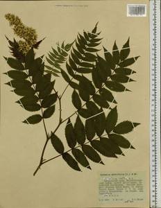 Sorbaria sorbifolia (L.) A. Braun, Siberia, Russian Far East (S6) (Russia)