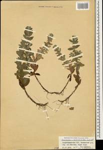 Teucrium scordium subsp. scordioides (Schreb.) Arcang., Caucasus, Azerbaijan (K6) (Azerbaijan)
