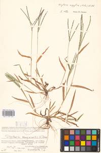 Digitaria sanguinalis (L.) Scop., Eastern Europe, Lower Volga region (E9) (Russia)
