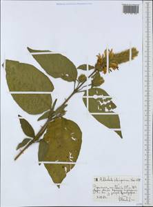Justicia schimperiana subsp. schimperiana, Africa (AFR) (Ethiopia)