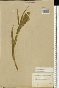 Panicum miliaceum L., Eastern Europe, Moscow region (E4a) (Russia)