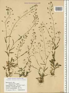 Capsella bursa-pastoris (L.) Medik., Eastern Europe, Northern region (E1) (Russia)