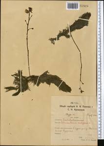 Utricularia vulgaris L., Middle Asia, Northern & Central Kazakhstan (M10) (Kazakhstan)