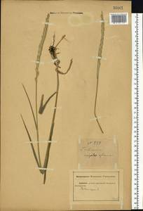Elymus repens (L.) Gould, Eastern Europe, Rostov Oblast (E12a) (Russia)
