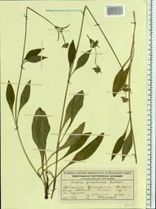 Succisa pratensis Moench, Eastern Europe, Volga-Kama region (E7) (Russia)