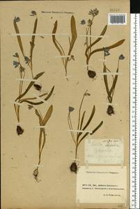 Scilla siberica Andrews, Eastern Europe, Rostov Oblast (E12a) (Russia)