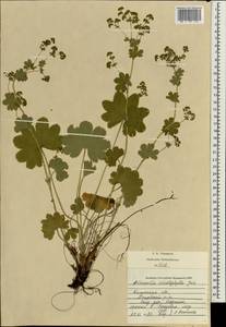 Alchemilla schistophylla Juz., Eastern Europe, Central region (E4) (Russia)