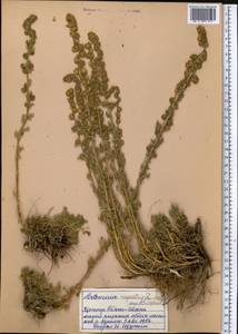 Artemisia rupestris L., Middle Asia, Northern & Central Tian Shan (M4) (Kyrgyzstan)