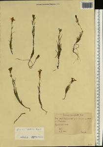 Linaria altaica Fisch., Eastern Europe, Eastern region (E10) (Russia)