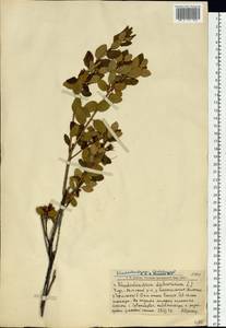 Rhododendron dauricum L., Siberia, Altai & Sayany Mountains (S2) (Russia)