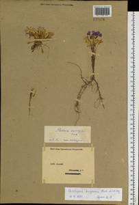 Chorispora bungeana Fisch. & C.A. Mey., Siberia, Western (Kazakhstan) Altai Mountains (S2a) (Kazakhstan)