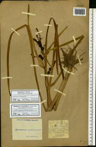 Sparganium erectum L., Eastern Europe, South Ukrainian region (E12) (Ukraine)