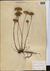 Hypericum scabrum L., Middle Asia, Kopet Dag, Badkhyz, Small & Great Balkhan (M1) (Turkmenistan)