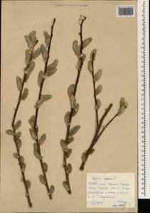 Salix capusii Franch., South Asia, South Asia (Asia outside ex-Soviet states and Mongolia) (ASIA) (North Korea)