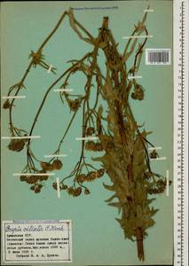 Crepis ciliata K. Koch, Caucasus, Armenia (K5) (Armenia)