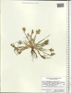 Sclerochloa dura (L.) P.Beauv., Eastern Europe, Central forest-and-steppe region (E6) (Russia)
