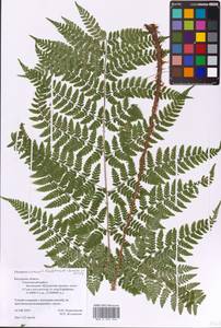 Dryopteris expansa (C. Presl) Fraser-Jenk. & Jermy, Eastern Europe, Central region (E4) (Russia)