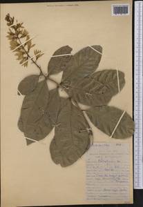 Psychotria, America (AMER) (Peru)