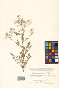 Rorippa sylvestris (L.) Besser, Siberia, Russian Far East (S6) (Russia)