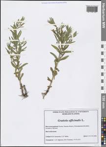 Gratiola officinalis L., Siberia, Western Siberia (S1) (Russia)