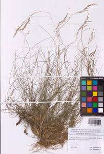 Avenella flexuosa (L.) Drejer, Eastern Europe, Moscow region (E4a) (Russia)