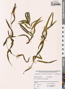 Potamogeton × nitens Weber, Siberia, Chukotka & Kamchatka (S7) (Russia)