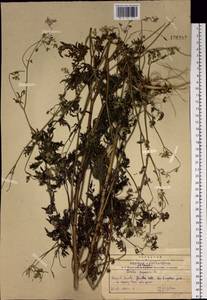 Torilis japonica (Houtt.) DC., Siberia, Russian Far East (S6) (Russia)