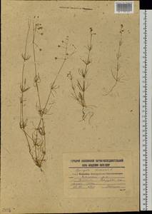 Spergula arvensis L., Siberia, Russian Far East (S6) (Russia)