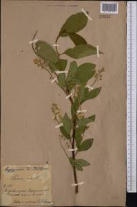 Prunus padus L., Middle Asia, Northern & Central Kazakhstan (M10) (Kazakhstan)
