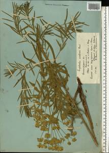 Euphorbia uralensis Fisch. ex Link, Eastern Europe, Lower Volga region (E9) (Russia)