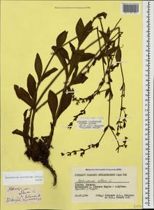 Silene latifolia subsp. latifolia, Caucasus, Georgia (K4) (Georgia)