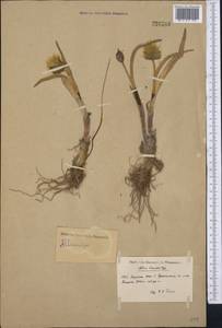 Allium semenovii Regel, Middle Asia, Northern & Central Tian Shan (M4) (Kyrgyzstan)