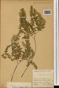 Adiantum pedatum L., South Asia, South Asia (Asia outside ex-Soviet states and Mongolia) (ASIA) (China)